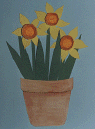 Easter daffodils